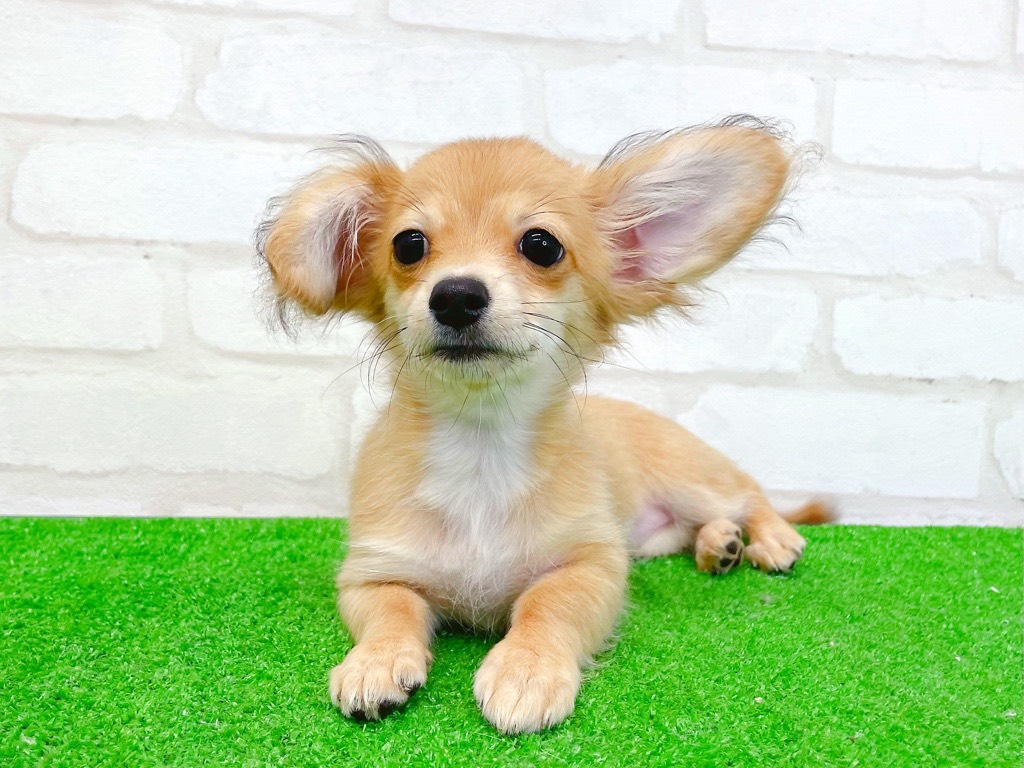 東京都のチワックス(チワワ×ダックス) (かねだい立川店/2025年8月24日生まれ/女の子/レッド)の子犬の1枚目の画像