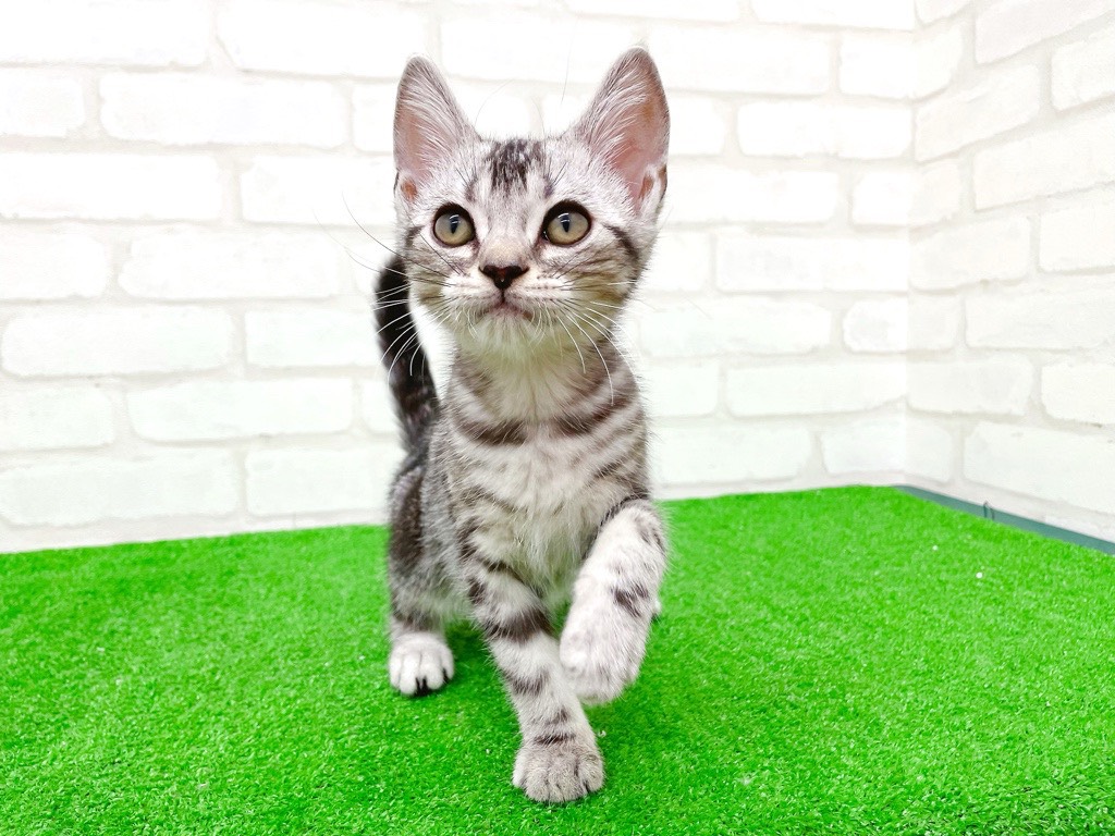 東京都のアメリカンショートヘアー (かねだい立川店/2025年9月27日生まれ/男の子/シルバータビー)の子猫の1枚目の画像