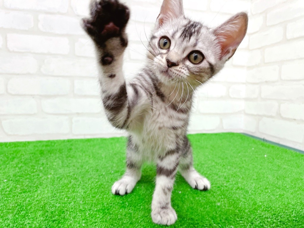 東京都のアメリカンショートヘアー (かねだい立川店/2025年9月27日生まれ/男の子/シルバータビー)の子猫の2枚目の画像