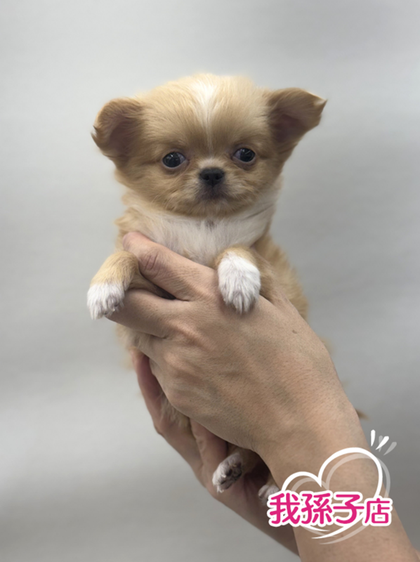 千葉県のチワワ(ロング) (かねだい我孫子店/2025年10月25日生まれ/男の子/クリームホワイト)の子犬