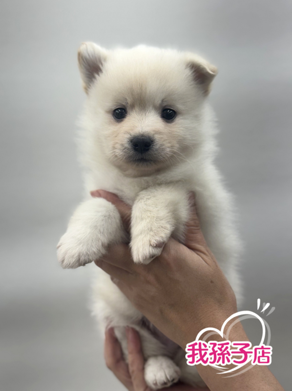 千葉県のハーフ犬・ミックス犬 (かねだい我孫子店/2025年10月25日生まれ/男の子/その他色)の子犬