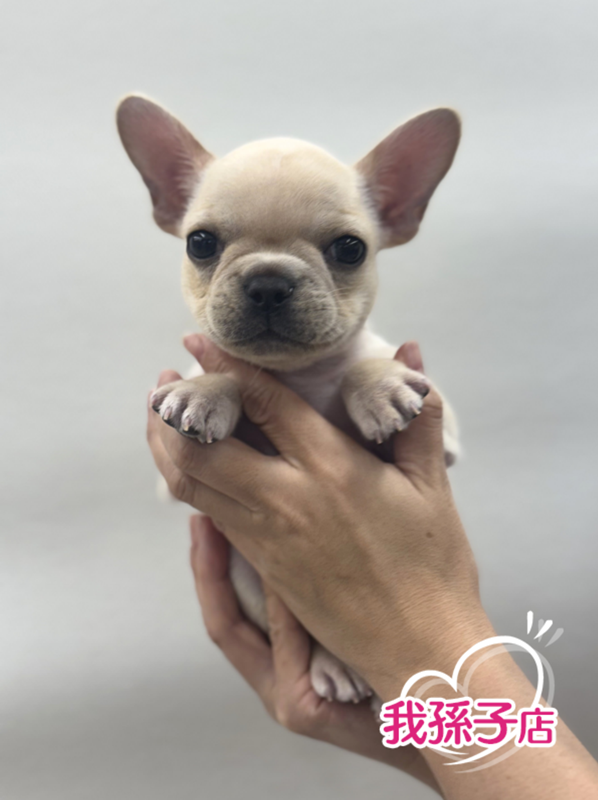 千葉県のフレンチブルドッグ (かねだい我孫子店/2025年10月15日生まれ/女の子/クリーム)の子犬