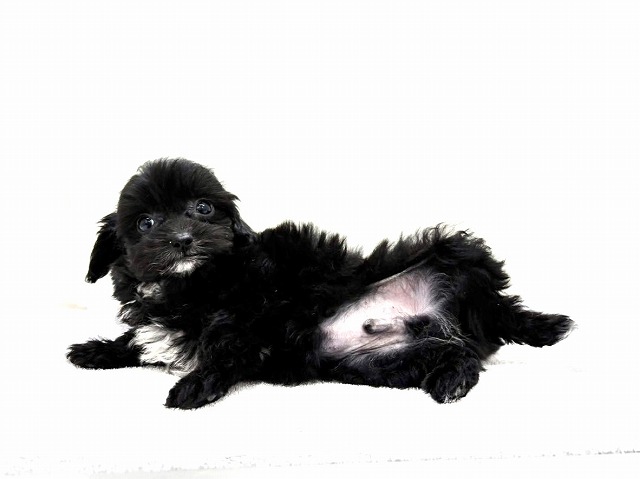 東京都のチワプー/プーチー(チワワ×プードル) (かねだい本町田店/2025年10月24日生まれ/男の子/ブラックタン)の子犬の2枚目の画像