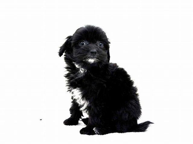 東京都のチワプー/プーチー(チワワ×プードル) (かねだい本町田店/2025年10月24日生まれ/男の子/ブラックタン)の子犬の4枚目の画像