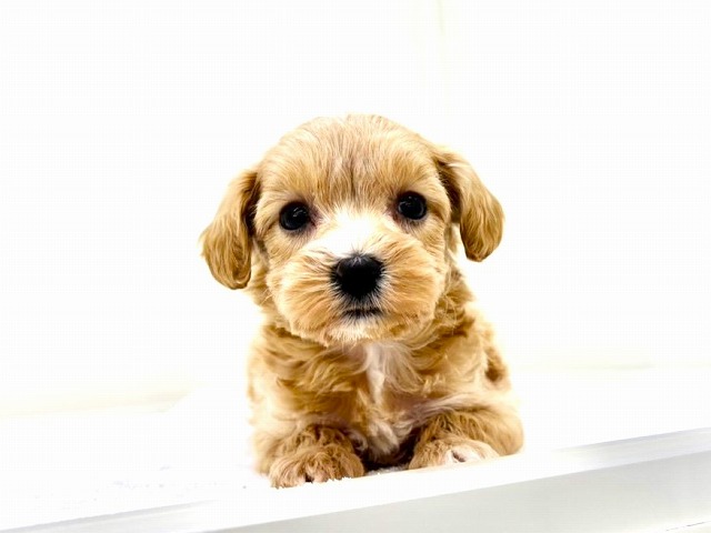 東京都のマルプー(マルチーズ×プードル) (かねだい本町田店/2025年10月28日生まれ/女の子/アプリコット)の子犬の1枚目の画像