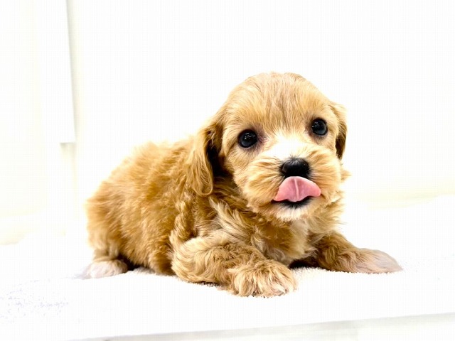 東京都のマルプー(マルチーズ×プードル) (かねだい本町田店/2025年10月28日生まれ/女の子/アプリコット)の子犬の2枚目の画像