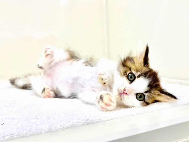 東京都のサイベリアン (かねだい本町田店/2025年10月29日生まれ/男の子/ブラウンタビーホワイト)の子猫の1枚目の画像