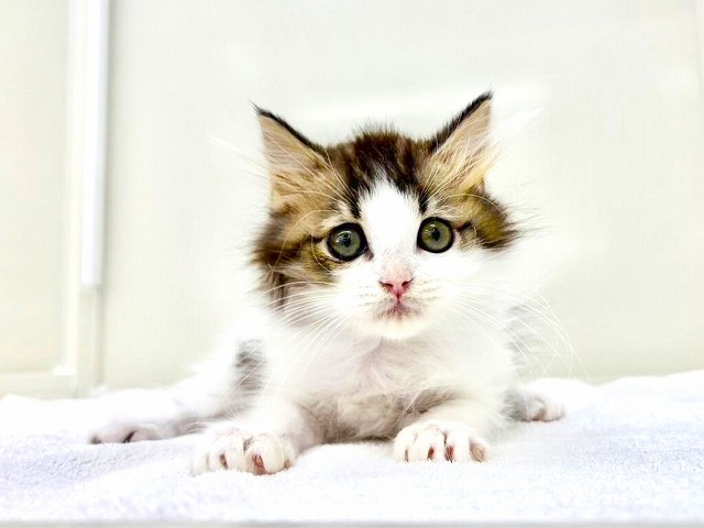 東京都のサイベリアン (かねだい本町田店/2025年10月29日生まれ/男の子/ブラウンタビーホワイト)の子猫の2枚目の画像