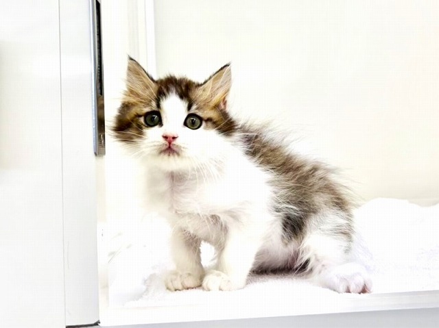 東京都のサイベリアン (かねだい本町田店/2025年10月29日生まれ/男の子/ブラウンタビーホワイト)の子猫の3枚目の画像