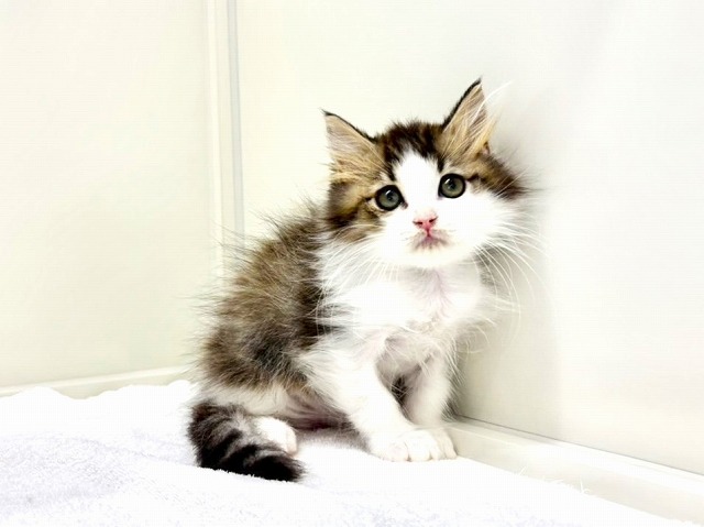 東京都のサイベリアン (かねだい本町田店/2025年10月29日生まれ/男の子/ブラウンタビーホワイト)の子猫の4枚目の画像