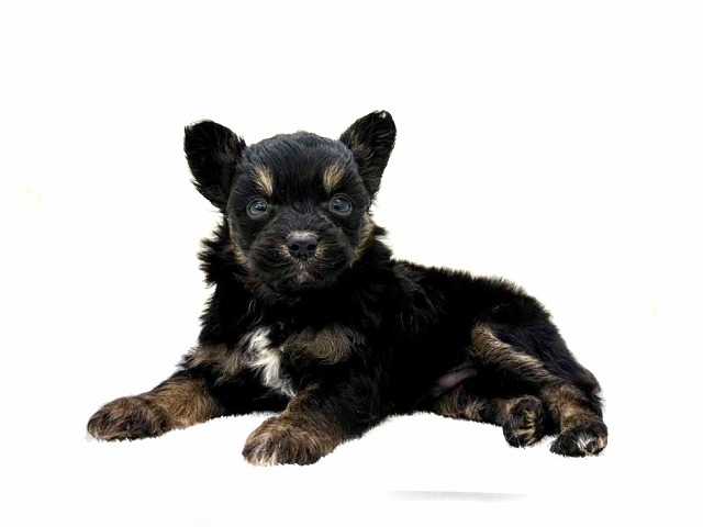 東京都のパピプー (かねだい本町田店/2025年10月31日生まれ/男の子/ブラックタンホワイト)の子犬の1枚目の画像