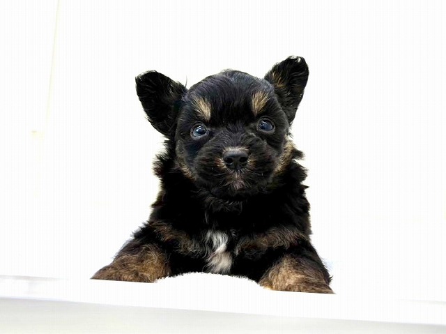 東京都のパピプー (かねだい本町田店/2025年10月31日生まれ/男の子/ブラックタンホワイト)の子犬の2枚目の画像