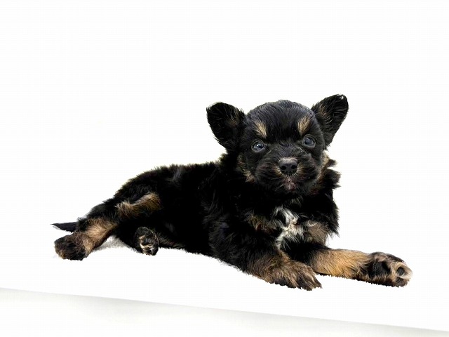 東京都のパピプー (かねだい本町田店/2025年10月31日生まれ/男の子/ブラックタンホワイト)の子犬の4枚目の画像