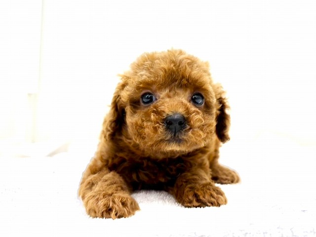 東京都のポメプー(ポメラニアン×プードル) (かねだい本町田店/2025年11月1日生まれ/女の子/レッド)の子犬の2枚目の画像