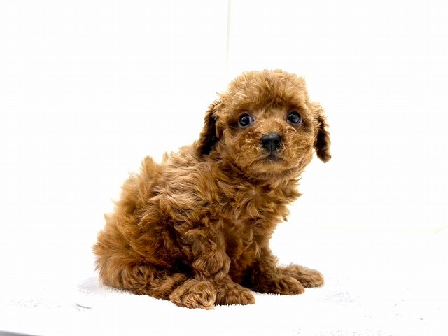 東京都のポメプー(ポメラニアン×プードル) (かねだい本町田店/2025年11月1日生まれ/女の子/レッド)の子犬の3枚目の画像