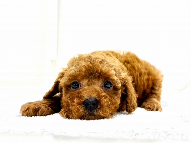 東京都のポメプー(ポメラニアン×プードル) (かねだい本町田店/2025年11月1日生まれ/女の子/レッド)の子犬の4枚目の画像