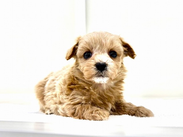 東京都のマルプー(マルチーズ×プードル) (かねだい本町田店/2025年10月30日生まれ/男の子/アプリコット)の子犬の1枚目の画像