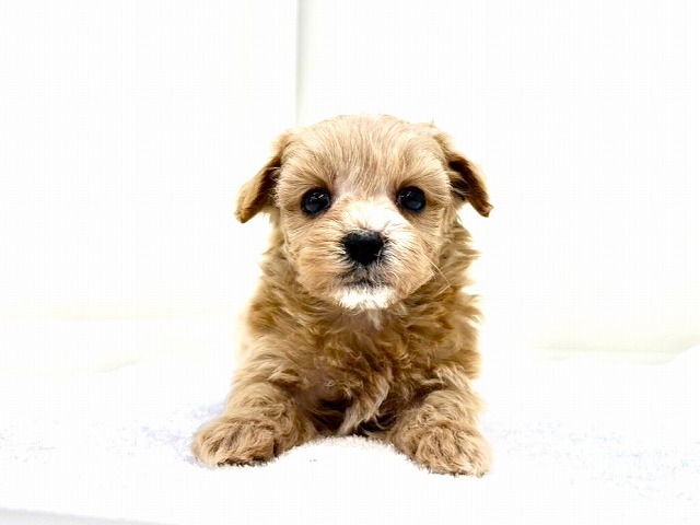 東京都のマルプー(マルチーズ×プードル) (かねだい本町田店/2025年10月30日生まれ/男の子/アプリコット)の子犬の3枚目の画像