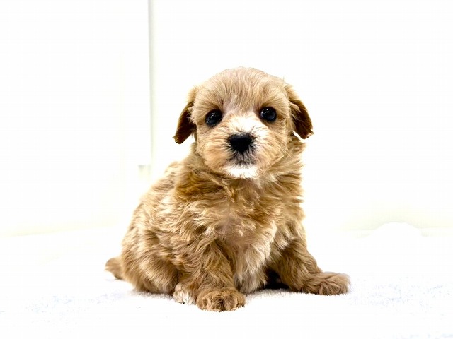 東京都のマルプー(マルチーズ×プードル) (かねだい本町田店/2025年10月30日生まれ/男の子/アプリコット)の子犬の4枚目の画像