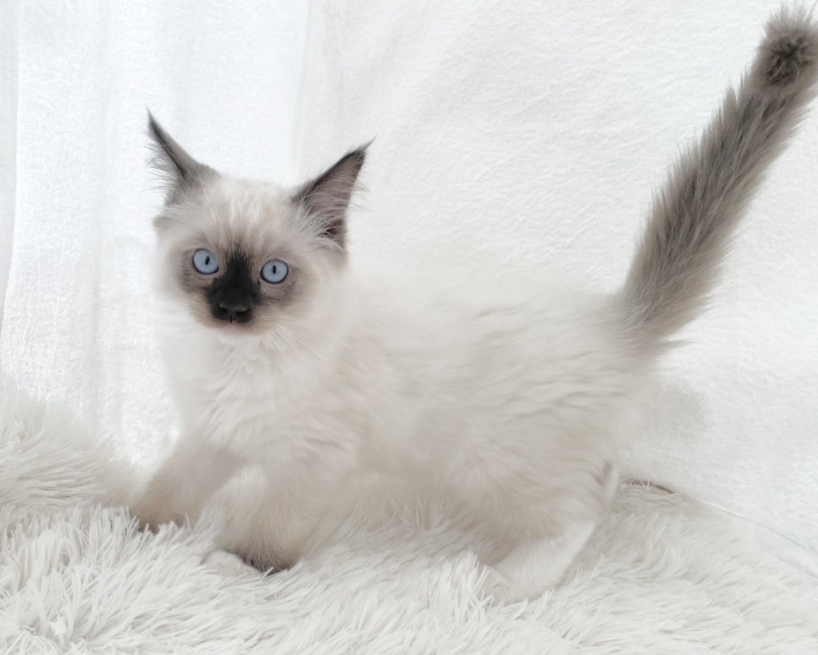 群馬県のラグドール (かねだいペットトライアル桐生/2025年9月30日生まれ/男の子/シールポイントミテッド)の子猫の1枚目の画像