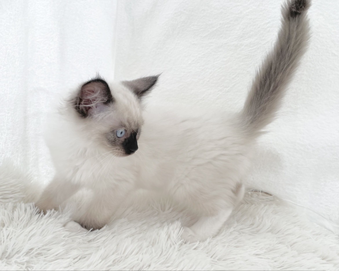 群馬県のラグドール (かねだいペットトライアル桐生/2025年9月30日生まれ/男の子/シールポイントミテッド)の子猫の3枚目の画像