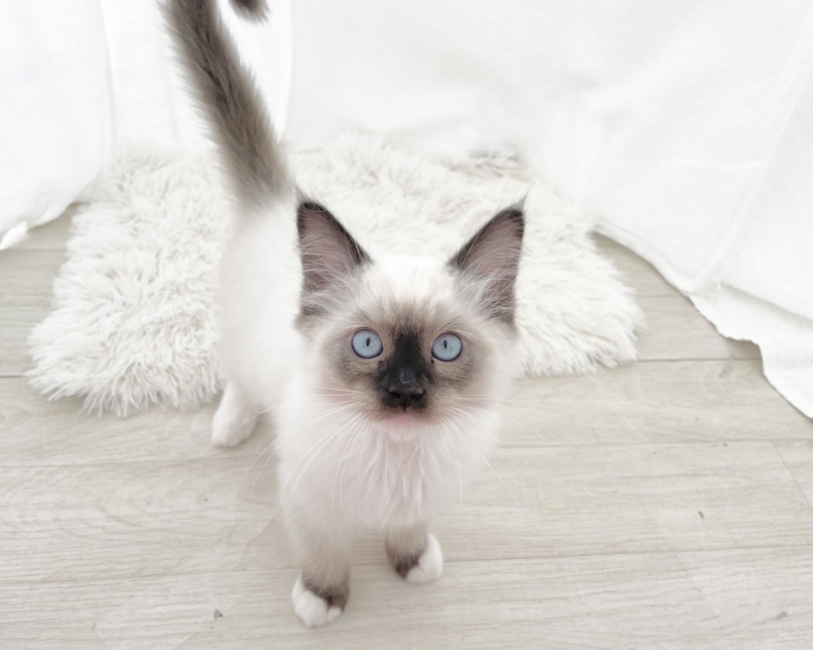 群馬県のラグドール (かねだいペットトライアル桐生/2025年9月30日生まれ/男の子/シールポイントミテッド)の子猫の4枚目の画像