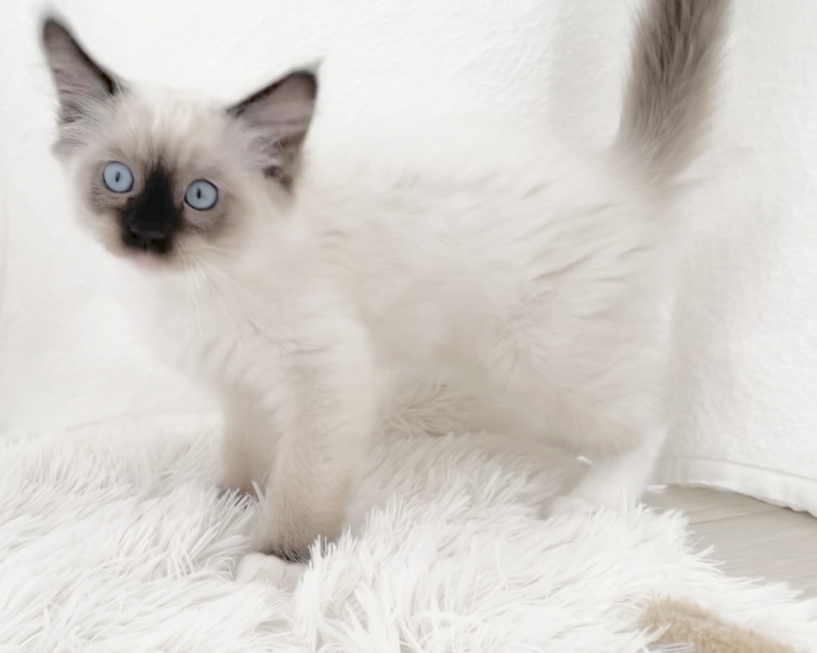 群馬県のラグドール (かねだいペットトライアル桐生/2025年9月30日生まれ/男の子/シールポイントミテッド)の子猫の2枚目の画像