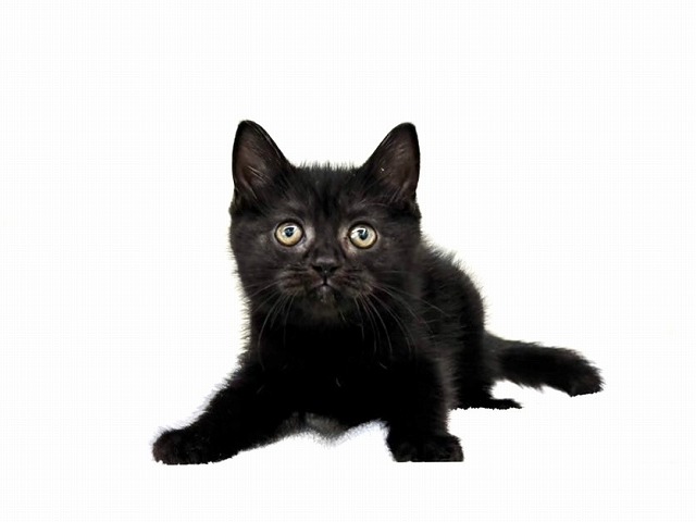 東京都のスコティッシュフォールド (かねだい本町田店/2025年11月1日生まれ/女の子/ブラック)の子猫の1枚目の画像