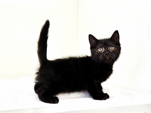 東京都のスコティッシュフォールド (かねだい本町田店/2025年11月1日生まれ/女の子/ブラック)の子猫の2枚目の画像