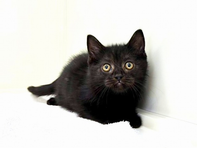 東京都のスコティッシュフォールド (かねだい本町田店/2025年11月1日生まれ/女の子/ブラック)の子猫の3枚目の画像