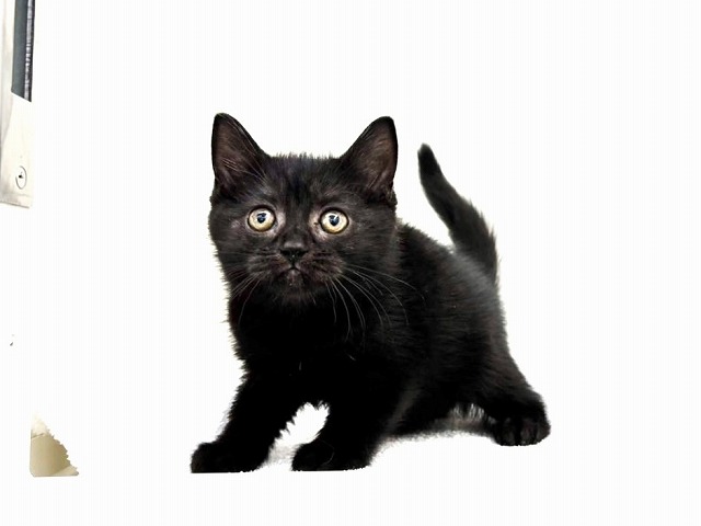 東京都のスコティッシュフォールド (かねだい本町田店/2025年11月1日生まれ/女の子/ブラック)の子猫の4枚目の画像