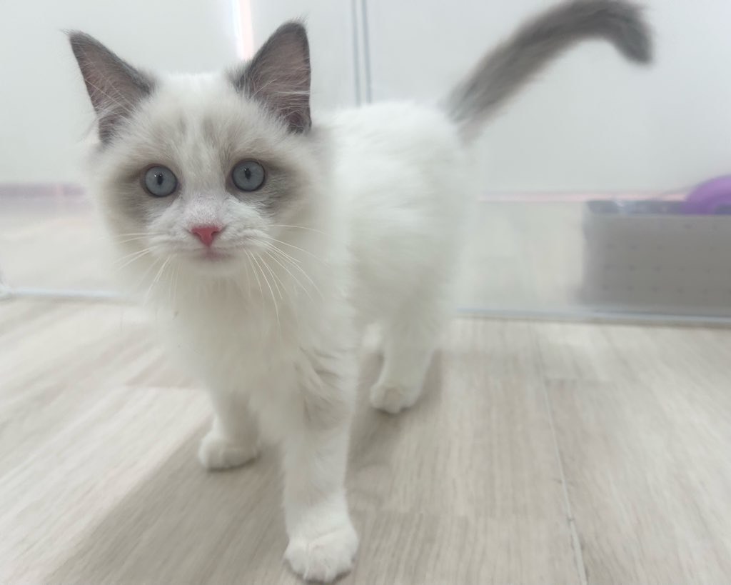 群馬県のラグドール (かねだいペットトライアル前橋/2025年9月24日生まれ/男の子/ブルーポイントバイカラー)の子猫の2枚目の画像