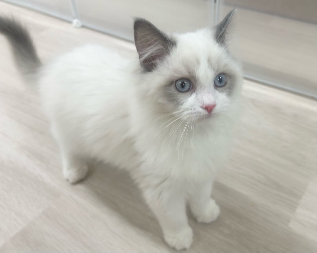群馬県のラグドール (かねだいペットトライアル前橋/2025年9月24日生まれ/男の子/ブルーポイントバイカラー)の子猫の3枚目の画像