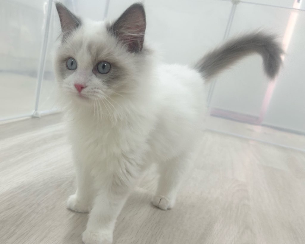 群馬県のラグドール (かねだいペットトライアル前橋/2025年9月24日生まれ/男の子/ブルーポイントバイカラー)の子猫の4枚目の画像