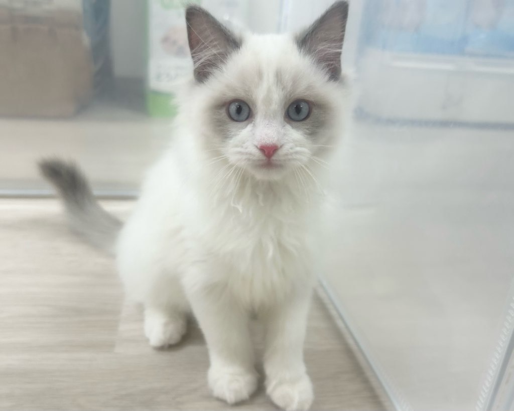 群馬県のラグドール (かねだいペットトライアル前橋/2025年9月24日生まれ/男の子/ブルーポイントバイカラー)の子猫の1枚目の画像