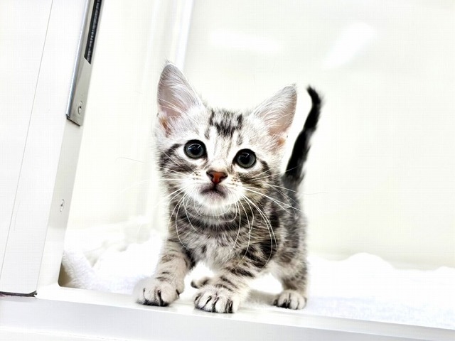 東京都のアメリカンショートヘアー (かねだい本町田店/2025年10月26日生まれ/男の子/シルバータビー)の子猫の1枚目の画像