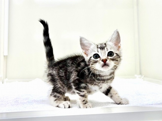 東京都のアメリカンショートヘアー (かねだい本町田店/2025年10月26日生まれ/男の子/シルバータビー)の子猫の2枚目の画像