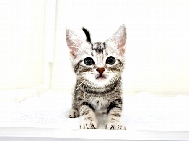 東京都のアメリカンショートヘアー (かねだい本町田店/2025年10月26日生まれ/男の子/シルバータビー)の子猫の3枚目の画像