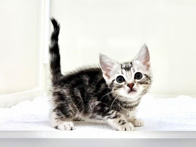 東京都のアメリカンショートヘアー (かねだい本町田店/2025年10月26日生まれ/男の子/シルバータビー)の子猫の4枚目の画像