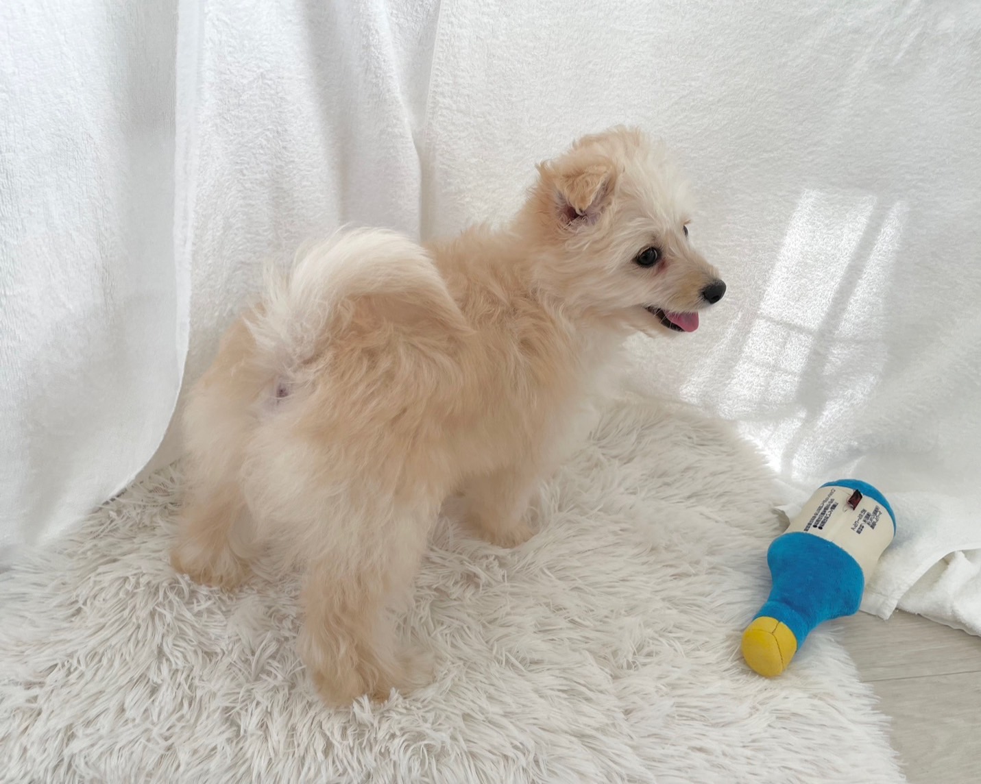 群馬県のポメプー(ポメラニアン×プードル) (かねだいペットトライアル桐生/2025年9月23日生まれ/女の子/クリーム)の子犬の2枚目の画像