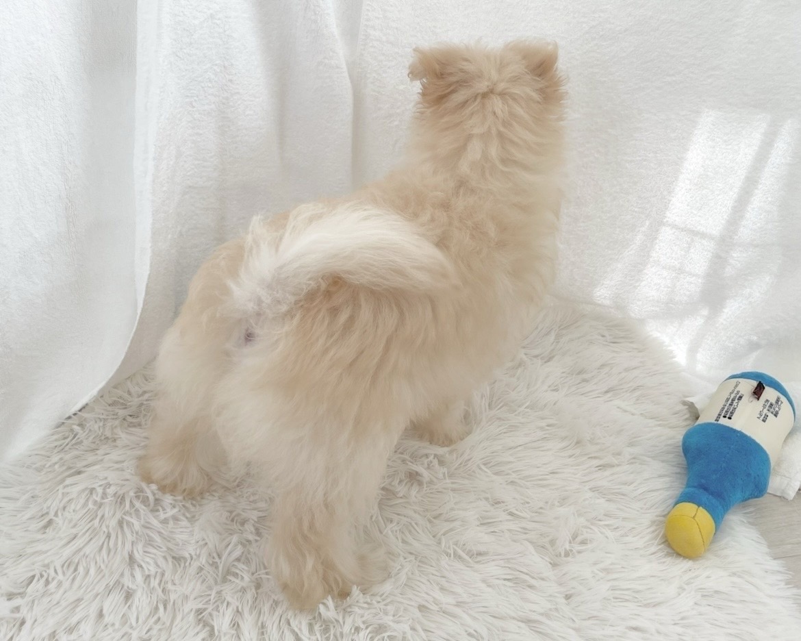 群馬県のポメプー(ポメラニアン×プードル) (かねだいペットトライアル桐生/2025年9月23日生まれ/女の子/クリーム)の子犬の3枚目の画像