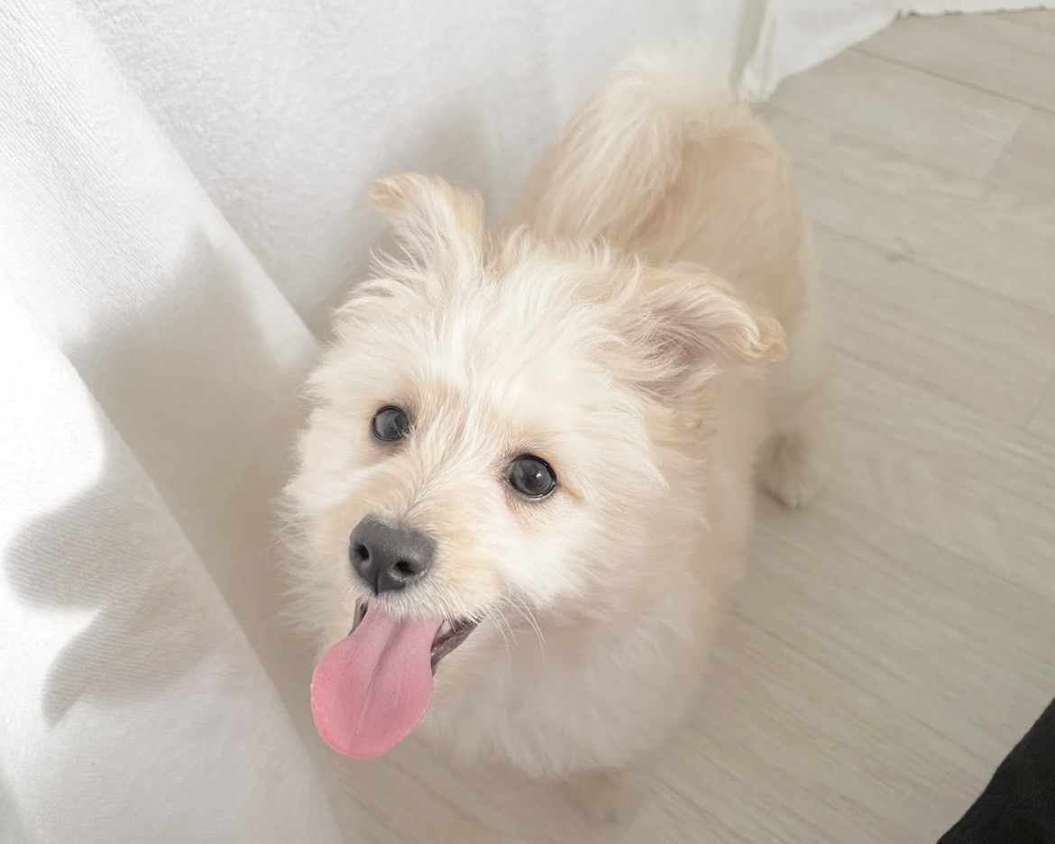 群馬県のポメプー(ポメラニアン×プードル) (かねだいペットトライアル桐生/2025年9月23日生まれ/女の子/クリーム)の子犬の1枚目の画像