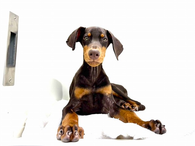 東京都のドーベルマン (かねだい本町田店/2025年10月16日生まれ/男の子/チョコレートタン)の子犬の1枚目の画像