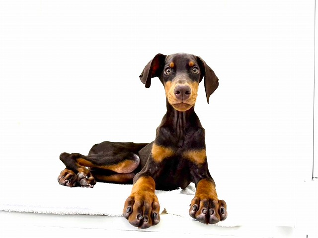 東京都のドーベルマン (かねだい本町田店/2025年10月16日生まれ/男の子/チョコレートタン)の子犬の3枚目の画像