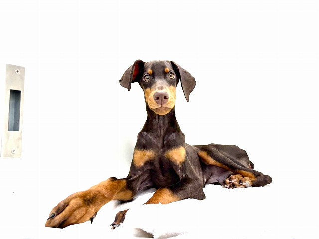 東京都のドーベルマン (かねだい本町田店/2025年10月16日生まれ/男の子/チョコレートタン)の子犬の4枚目の画像