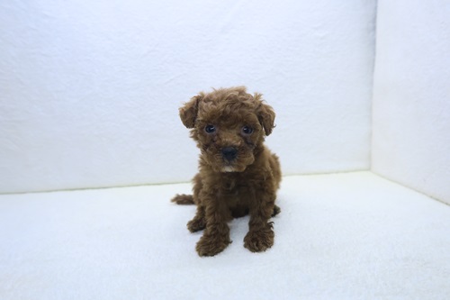 神奈川県のトイプードル(トイ) (かねだい海老名店/2025年10月31日生まれ/男の子/レッド)の子犬