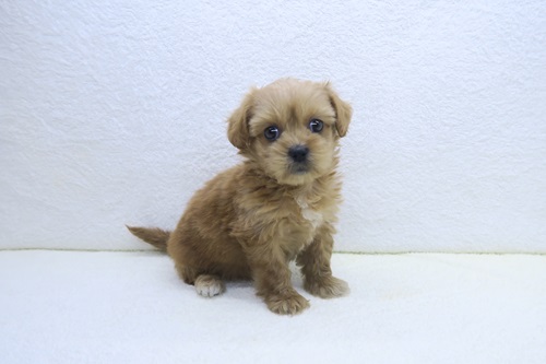 神奈川県のペキプー(ペキニーズ×プードル) (かねだい海老名店/2025年10月31日生まれ/女の子/レッド)の子犬