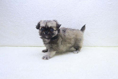 神奈川県のチワペキ/ペキチー/ペキチワ(チワワ×ペキニーズ) (かねだい海老名店/2025年11月1日生まれ/男の子/フォーン)の子犬