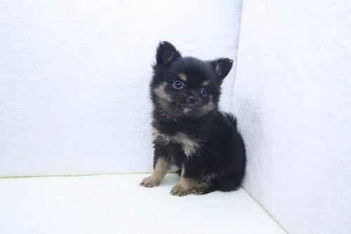 神奈川県のポメチワ/チワポメ/ポメチー(ポメラニアン×チワワ) (かねだい海老名店/2025年10月31日生まれ/女の子/ブラックタン)の子犬