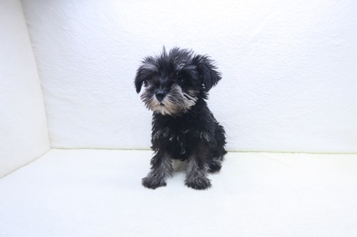 神奈川県のミニチュアシュナウザー (かねだい海老名店/2025年10月9日生まれ/男の子/ブラックシルバー)の子犬